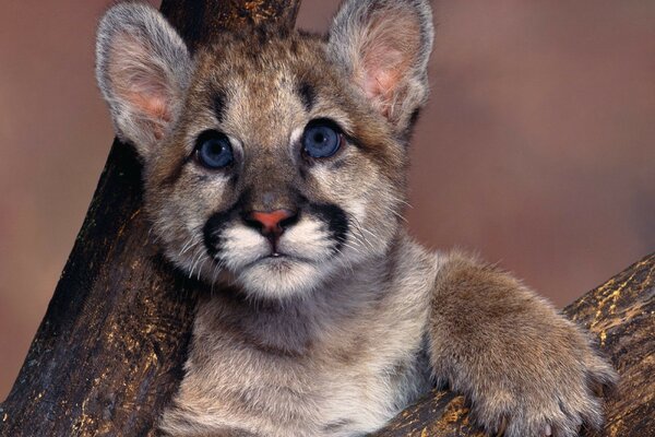 Cucciolo di puma con gli occhi azzurri