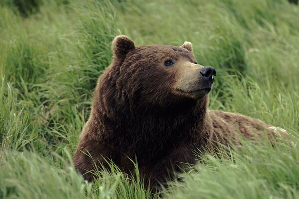 Бурый медведь отдыхает в траве