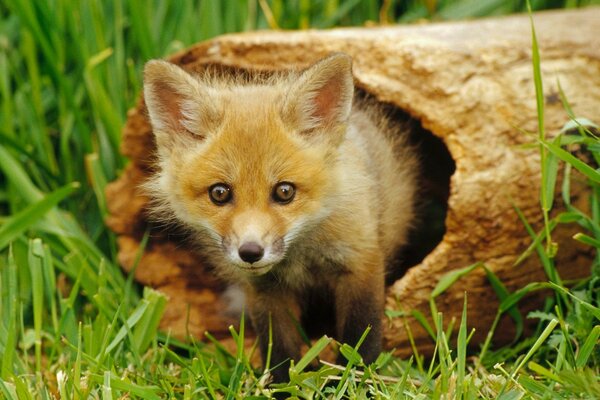 Fox red grass is beautiful