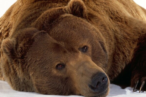 Ours brun couché sur la neige