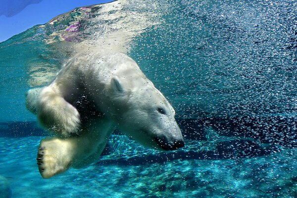 Фото медведь под водой в Арктике