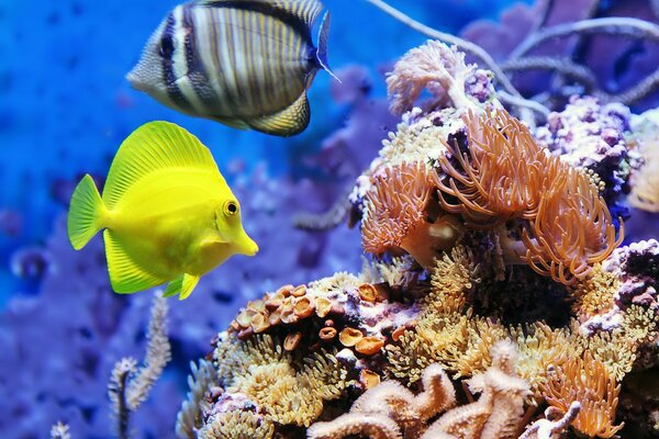 Schöne Aquarienfische auf blauem Hintergrund