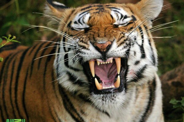 A tiger with an open mouth