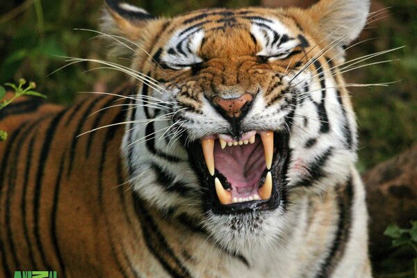 Тигр с открытой пастью