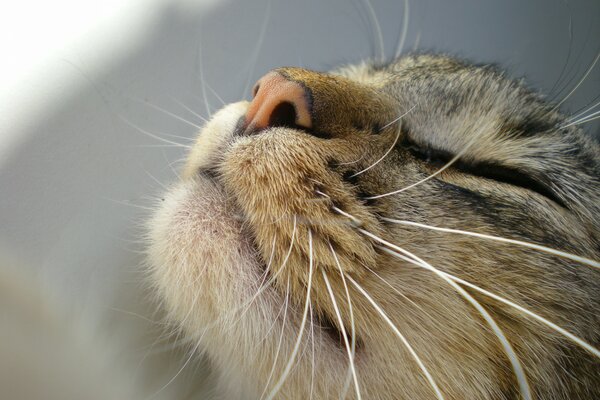 Faccia del gatto fotografata nelle vicinanze