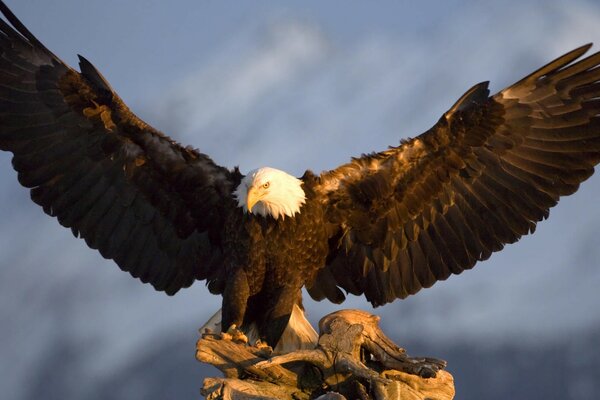 An eagle preparing for an upcoming flight