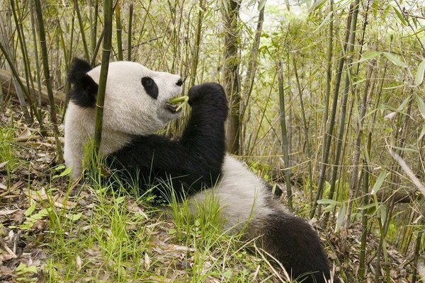 Panda liegt in der Natur und isst Bambus