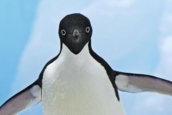 A cheerful penguin with snow under his wings