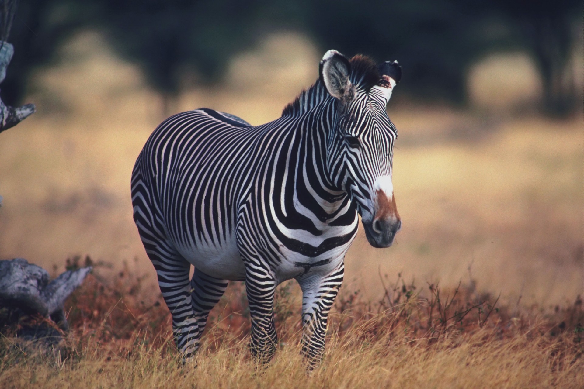 zebra afrika streifen