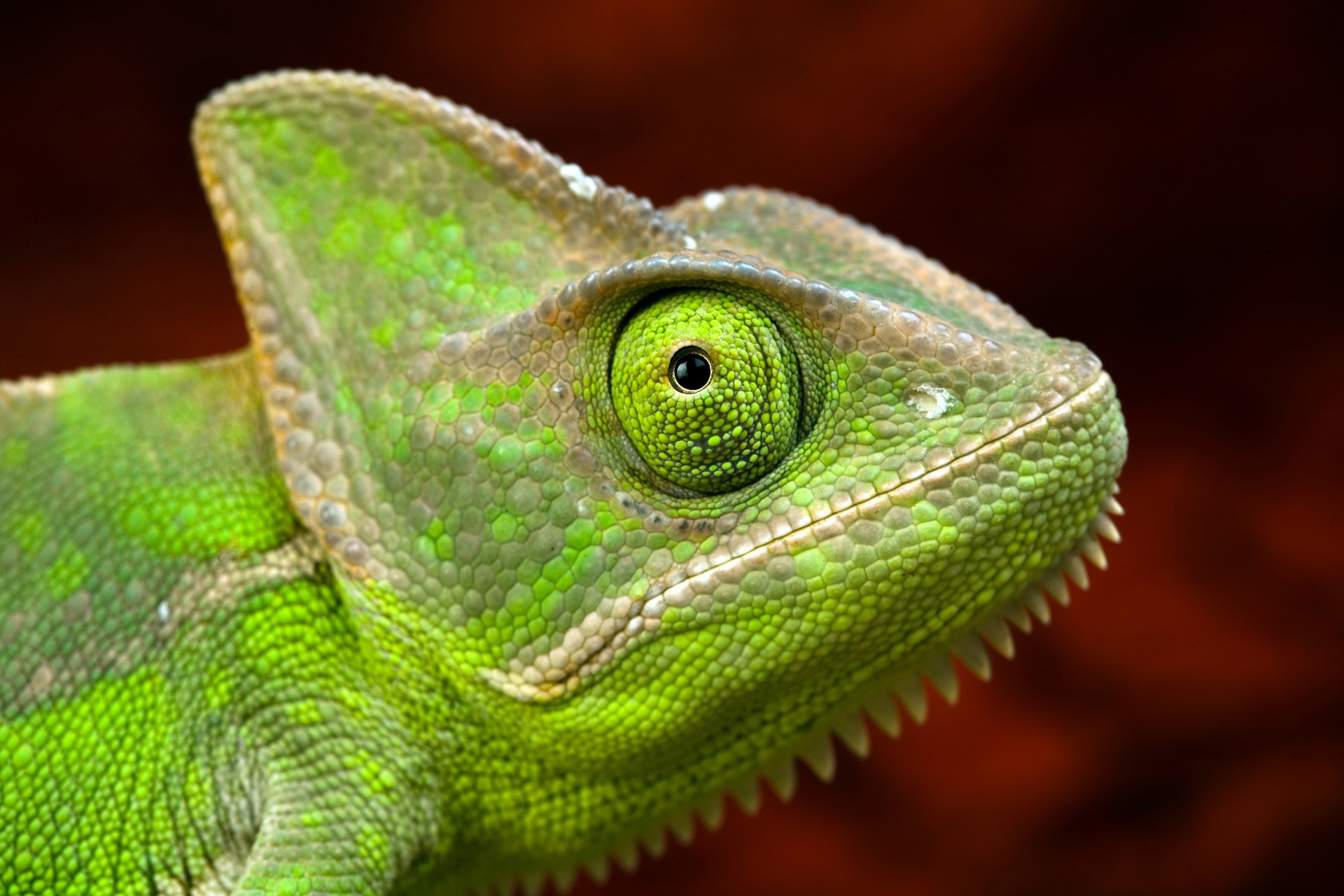 chameleon eye green