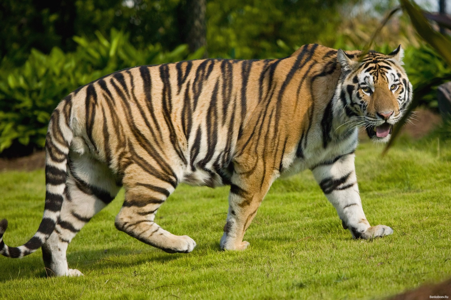 verano tigre mirada