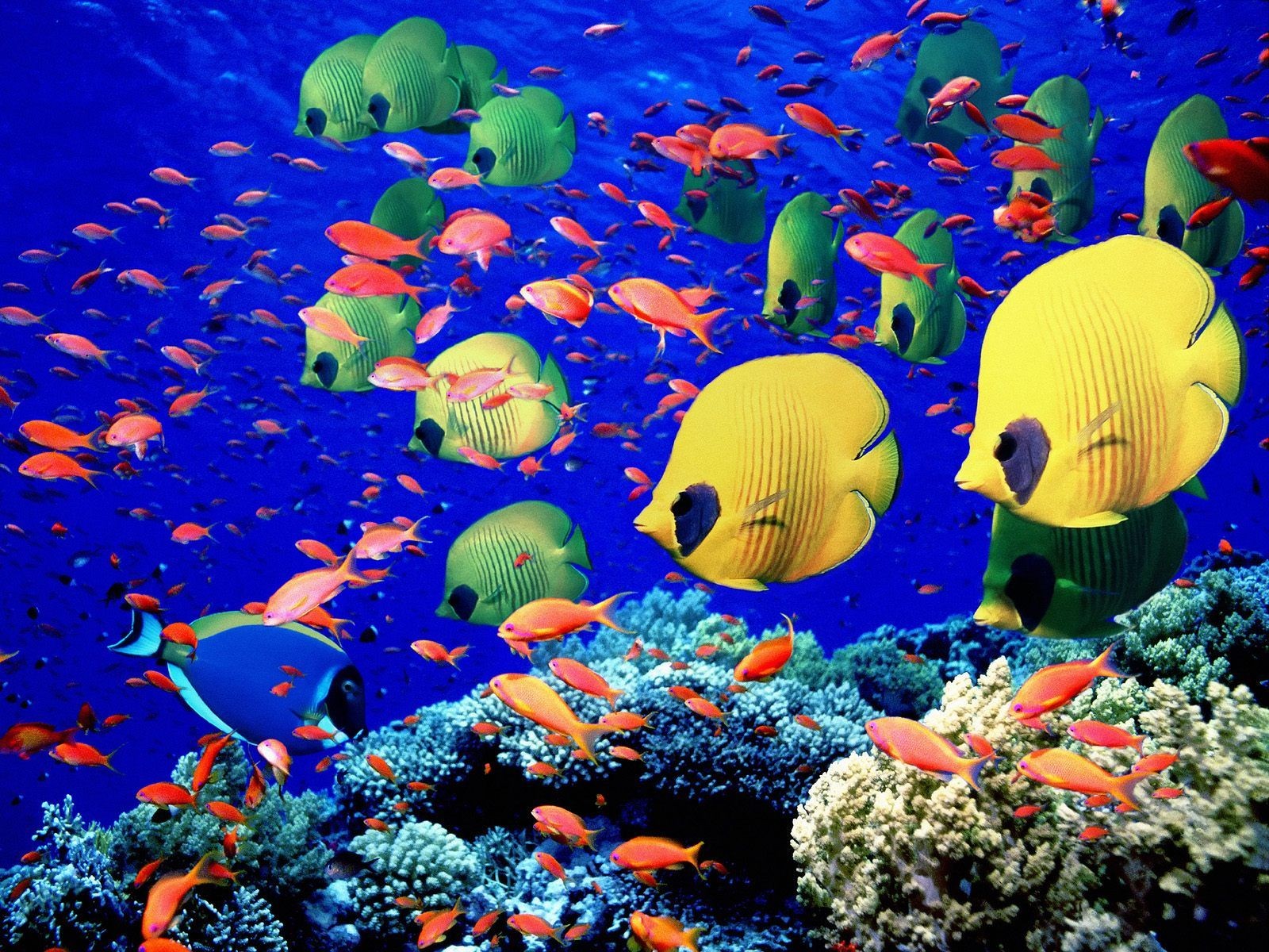 pesci colorati mondo sottomarino coralli