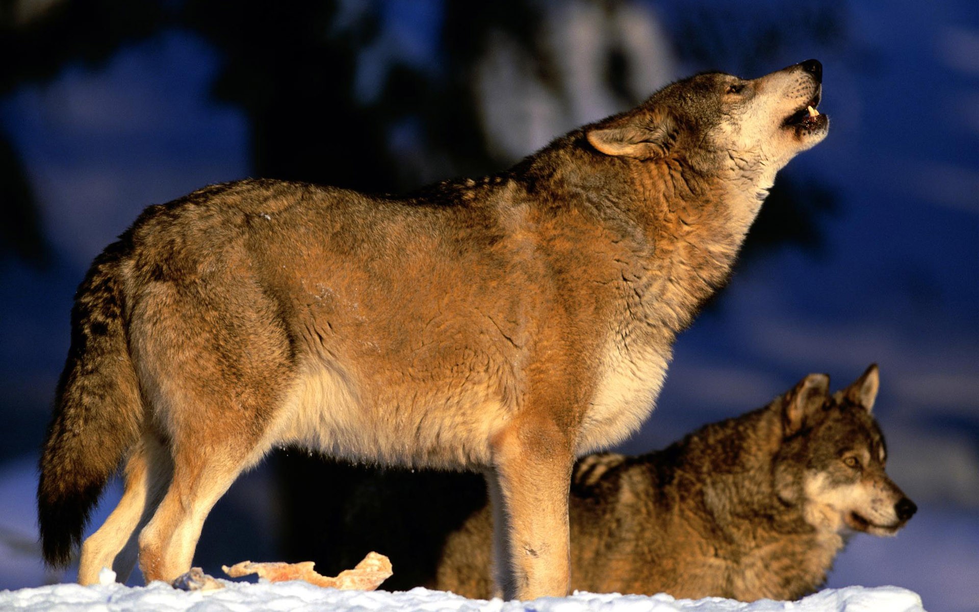 lobos aullidos invierno nieve