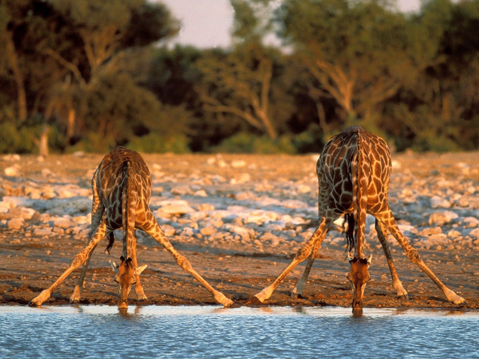 girafes abreuvoir pieds