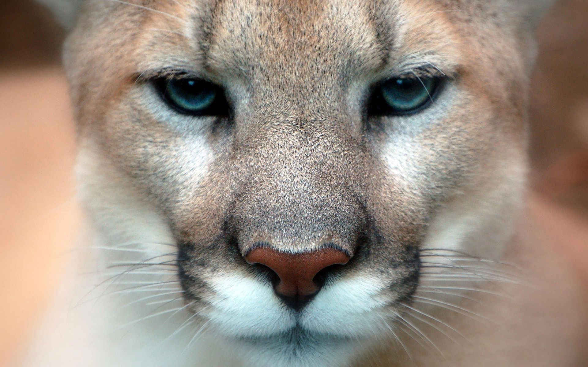 limpio cara puma