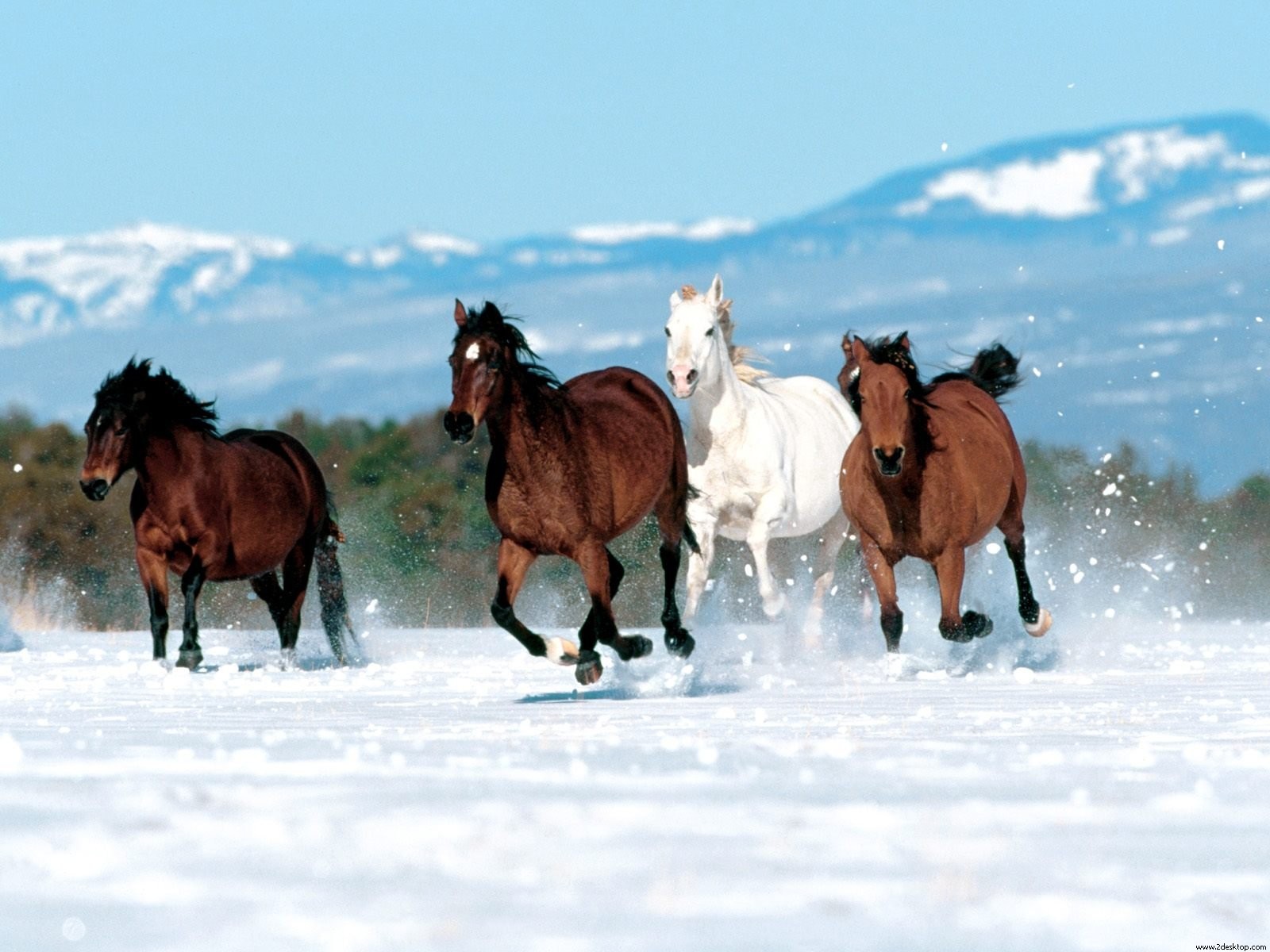 herd horse running