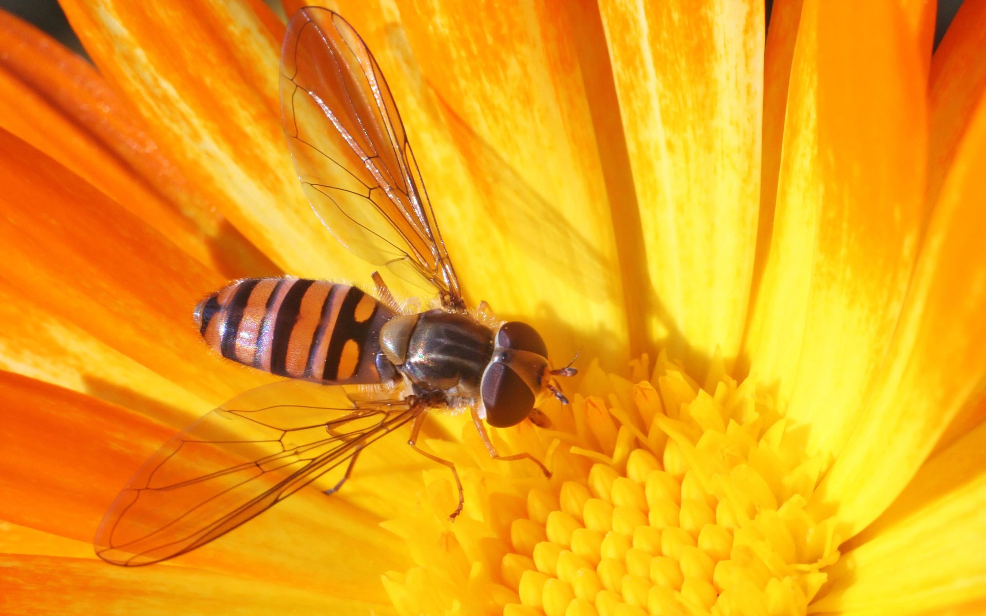 vespa fiore giallo macro