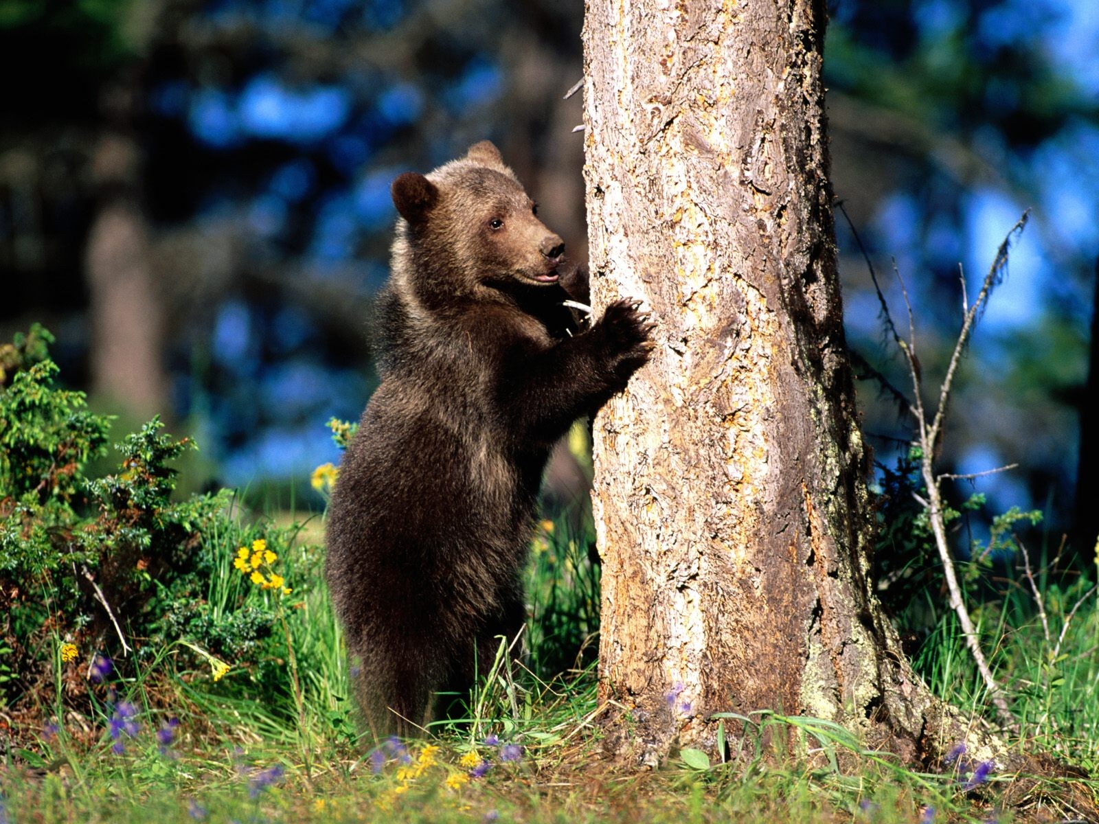 ours griffes = arbre forêt