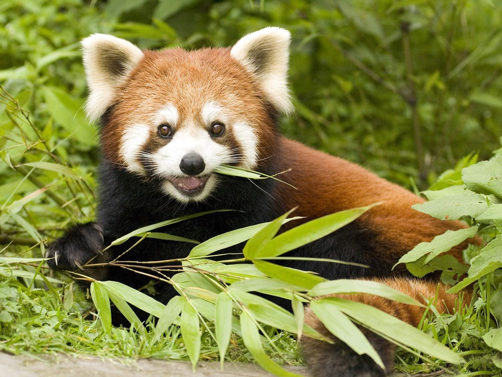 klein oder rot panda lebendig original logo firefox