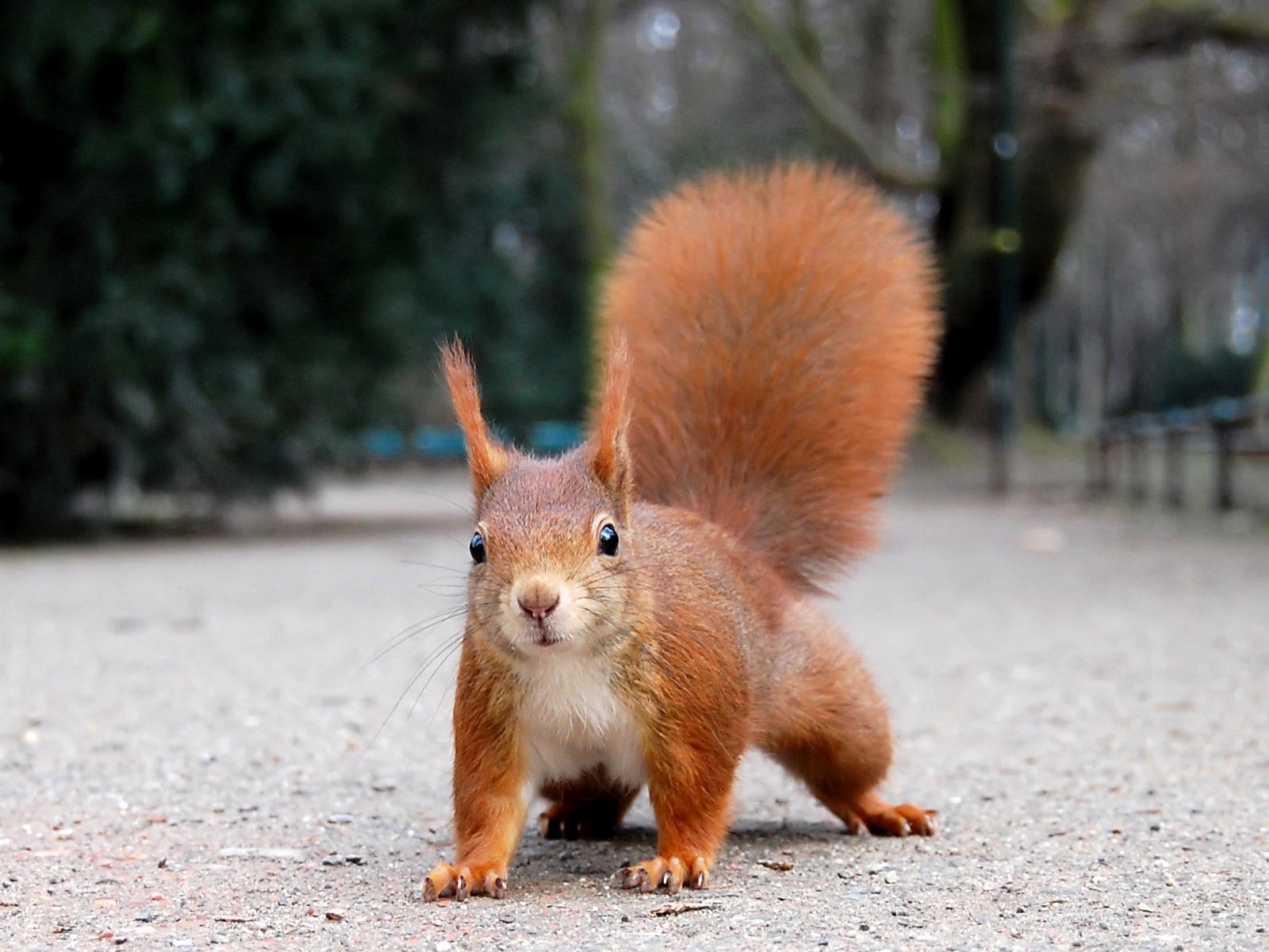 quirrel redhead park contrast