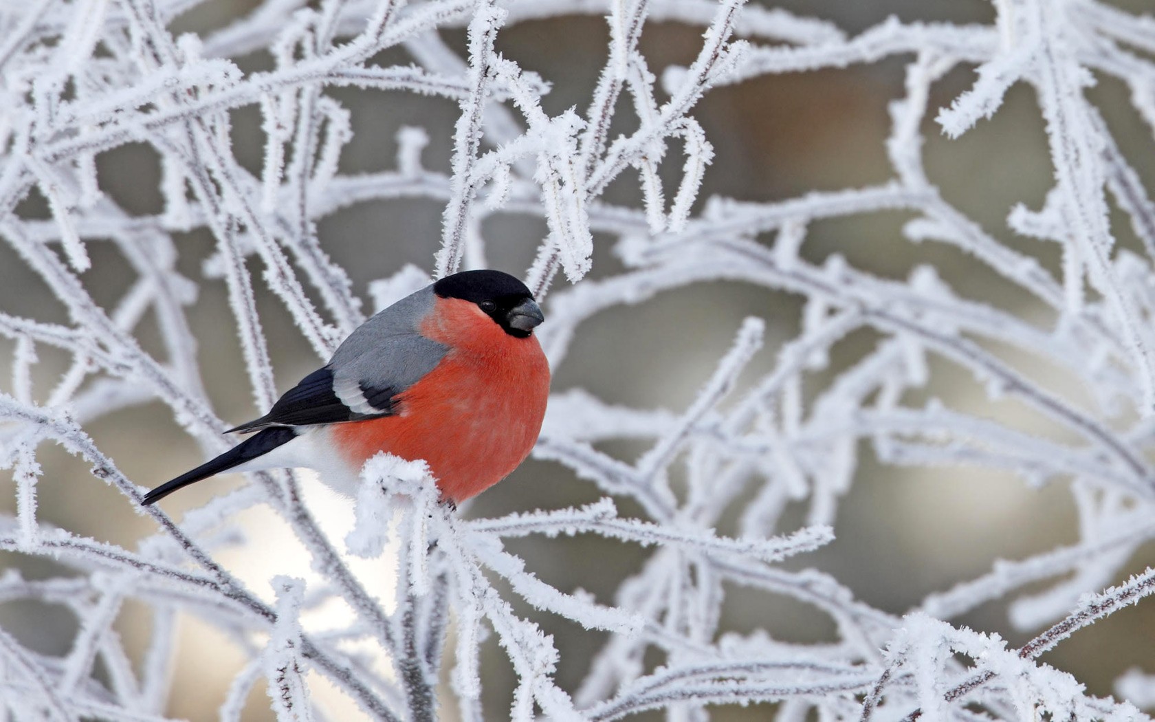 uccello ciuffolotto ramo innevato rosso-grigio