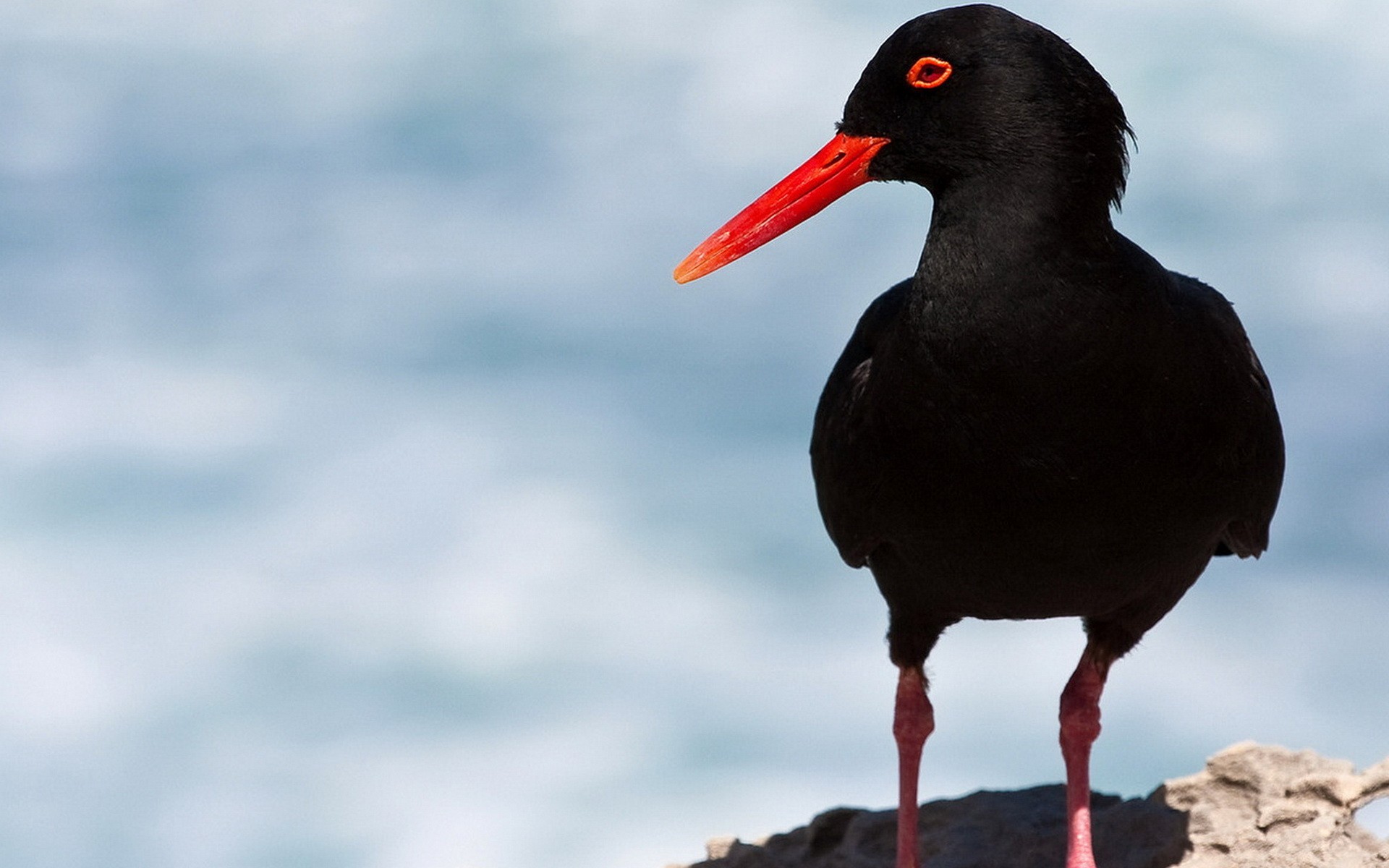 Черная птица с длинным красным клювом