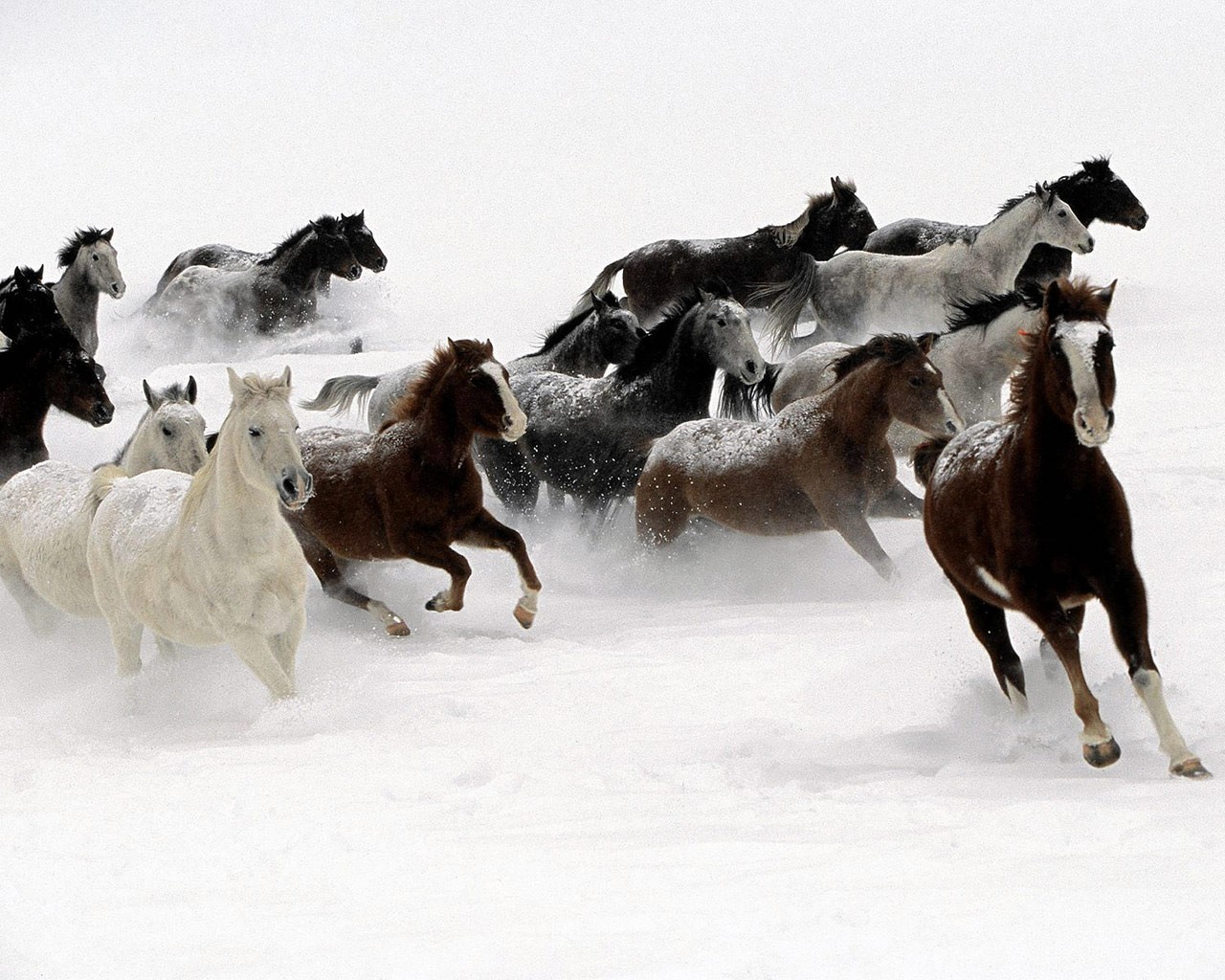 chevaux chevaux course troupeau