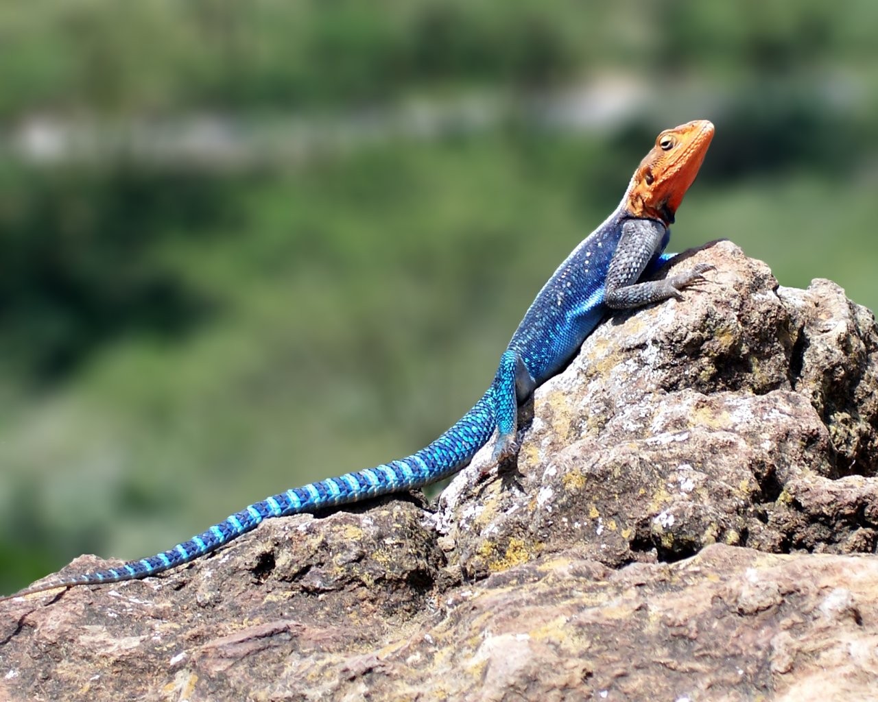 lézard pierres multicolore