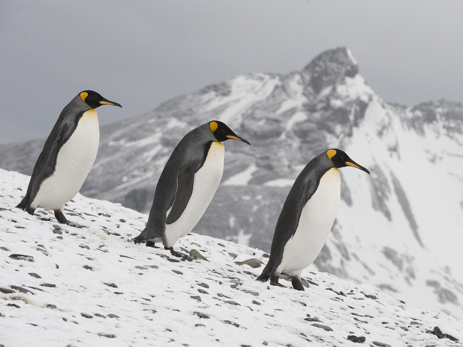 pinguini neve passeggiata