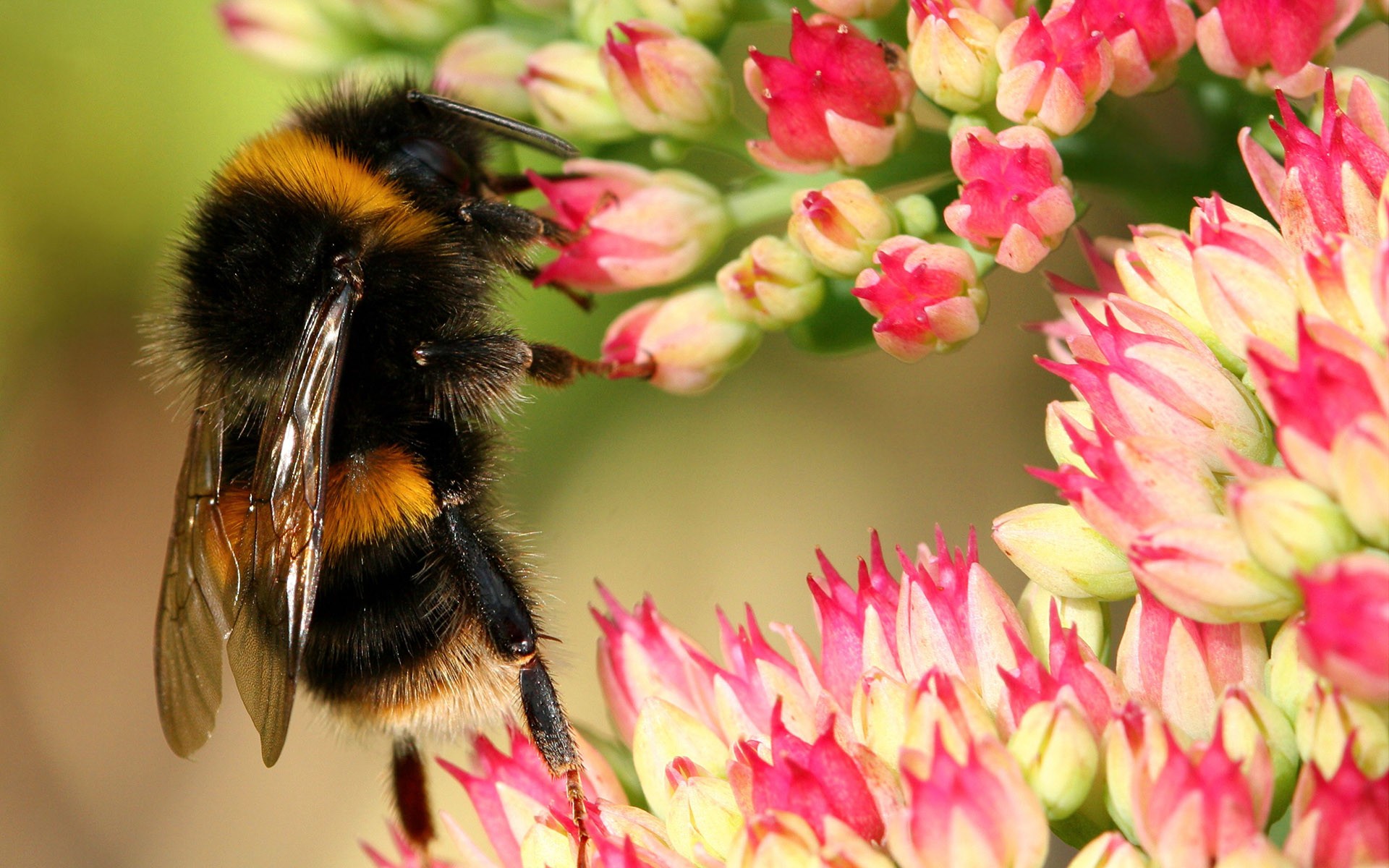 bumblebee flower pink close up