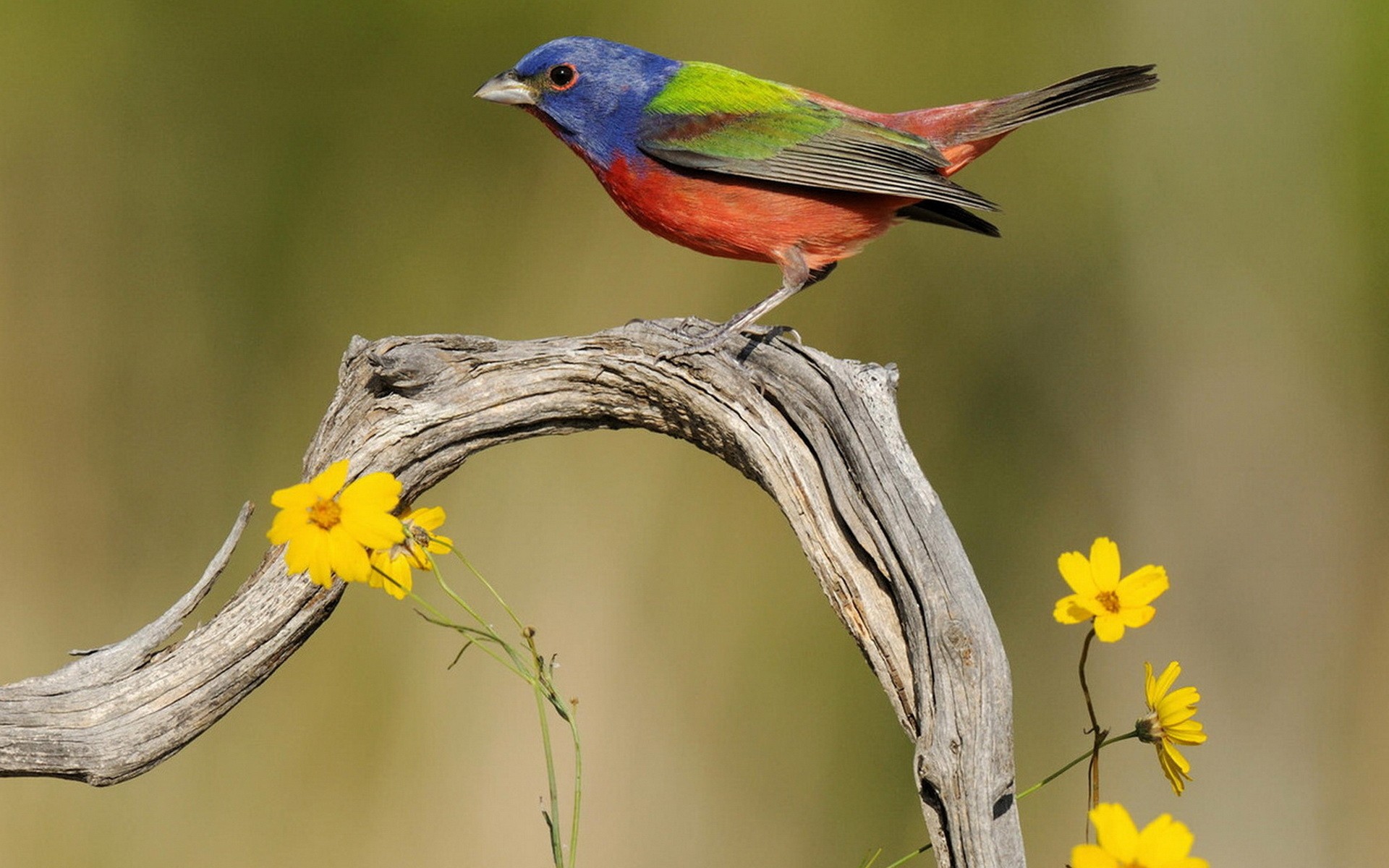 bunt haferflocken vogel zweig blumen