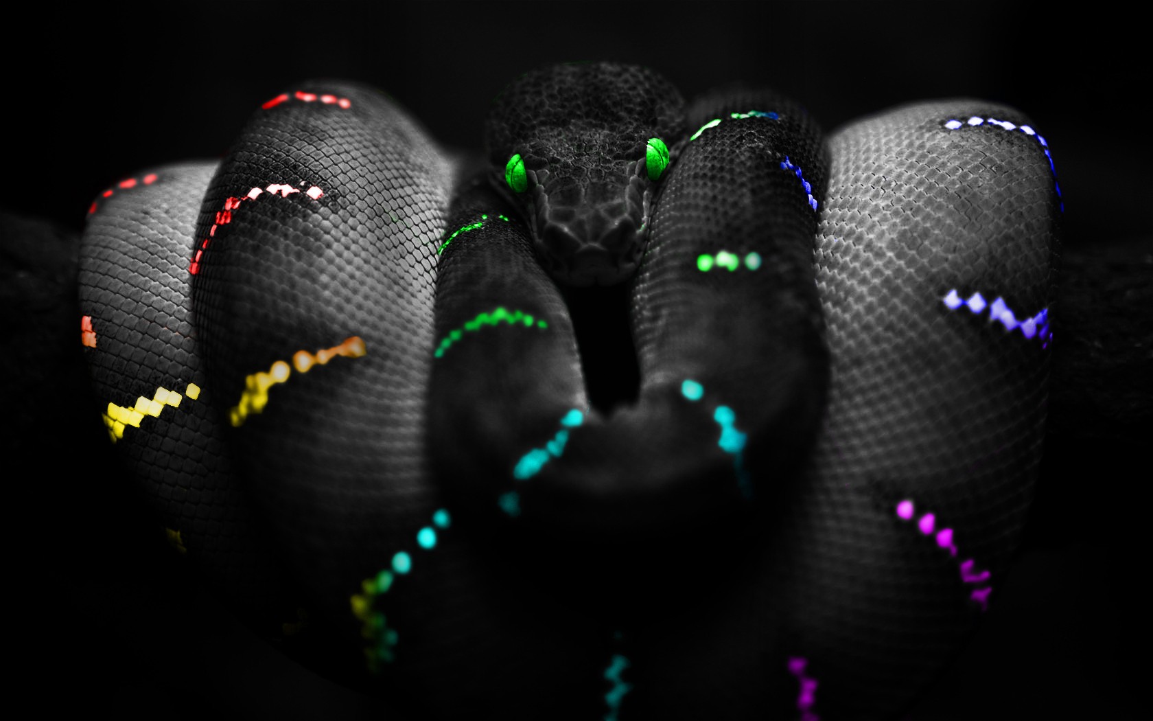 serpiente de color serpiente colores