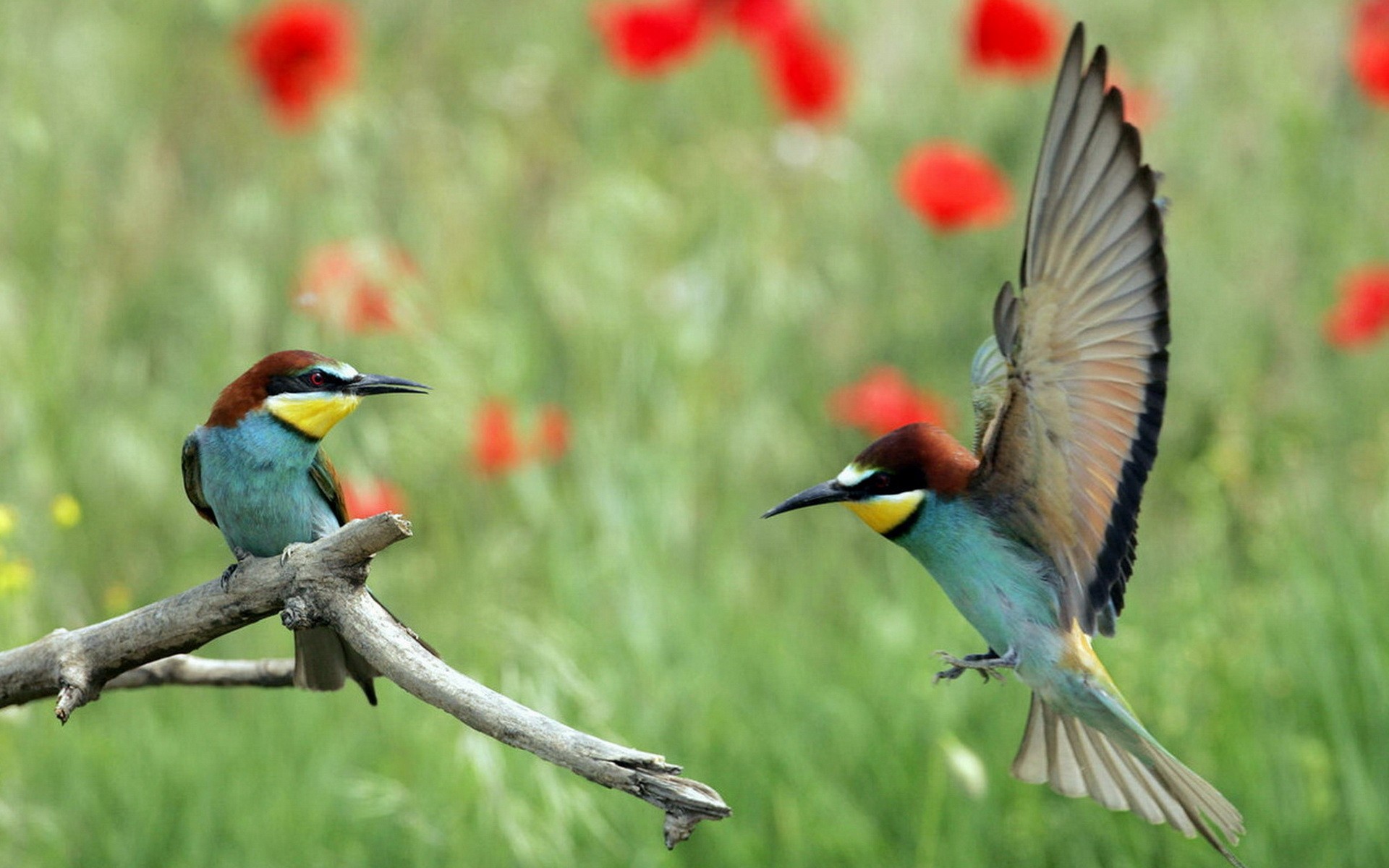 bee-eaters ? birds games flower wings tree