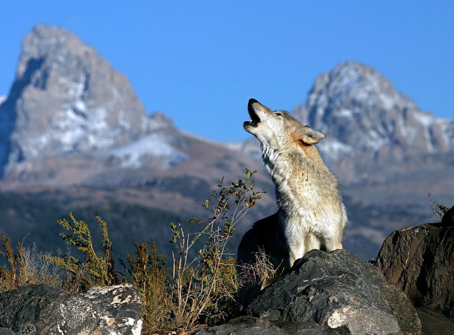 lupo montagne cespugli