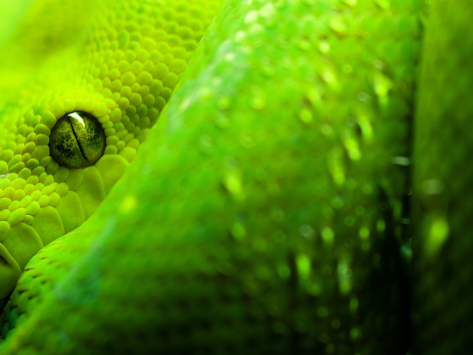 verde ojos serpiente