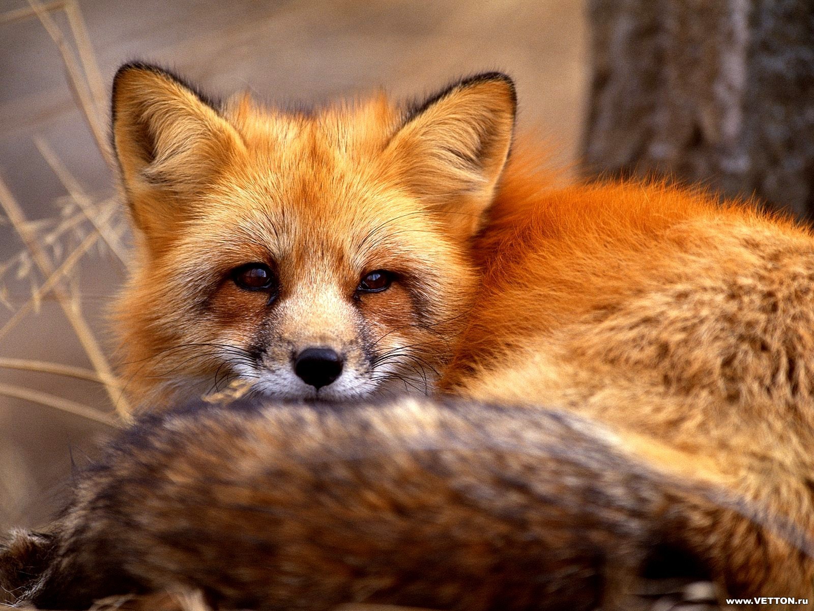 renard museau orange forêt