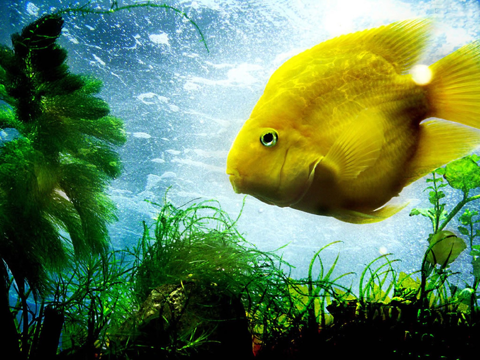 poisson jaune eau