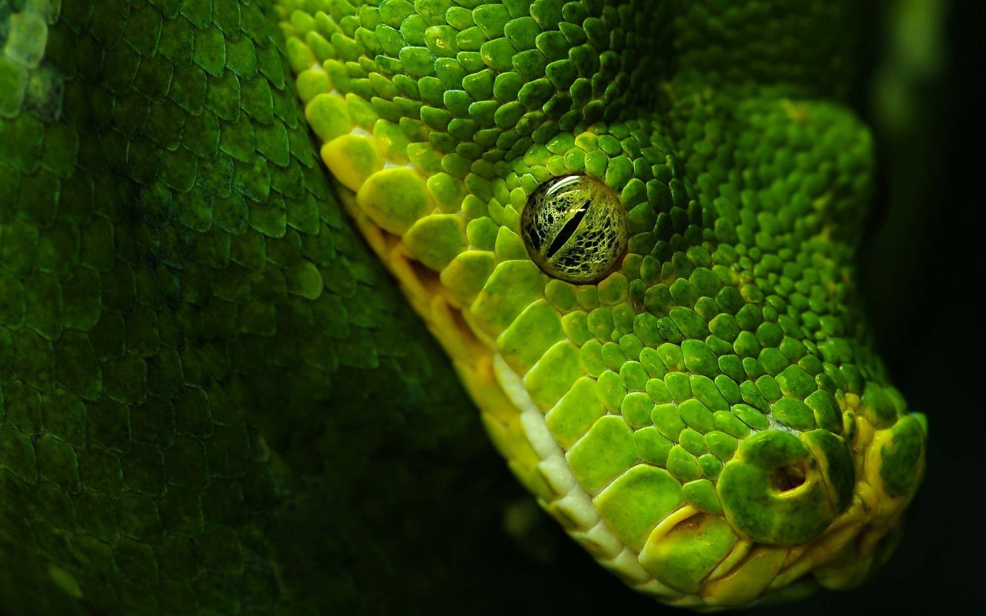 schlange auge grün schwarz