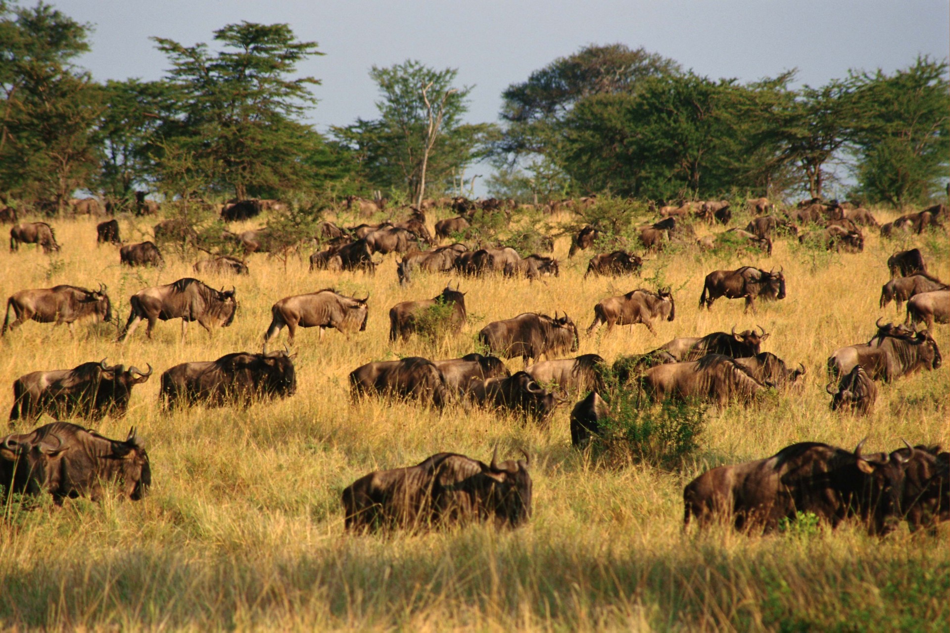 herde paarweise huftiere afrika