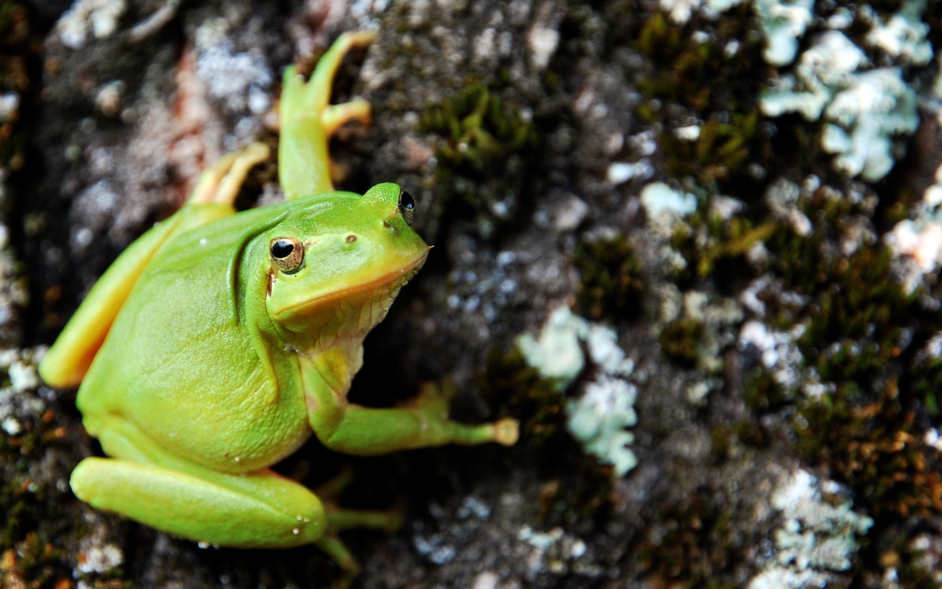 rana piedra verde marrón