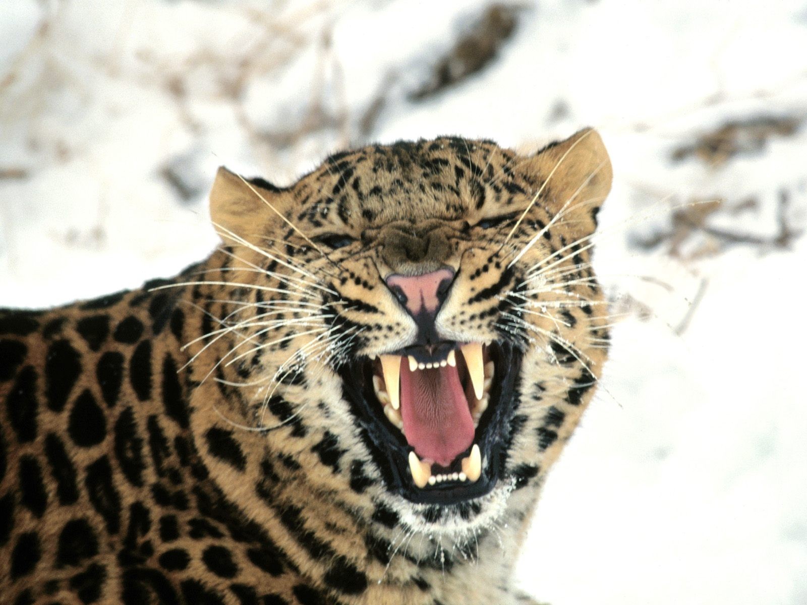 rugissement lynx zoo