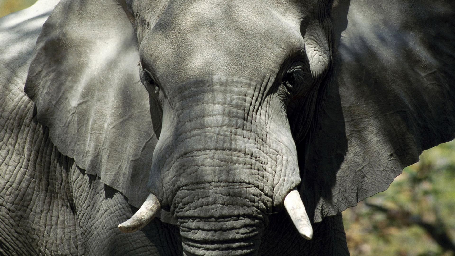 éléphant libre afrique