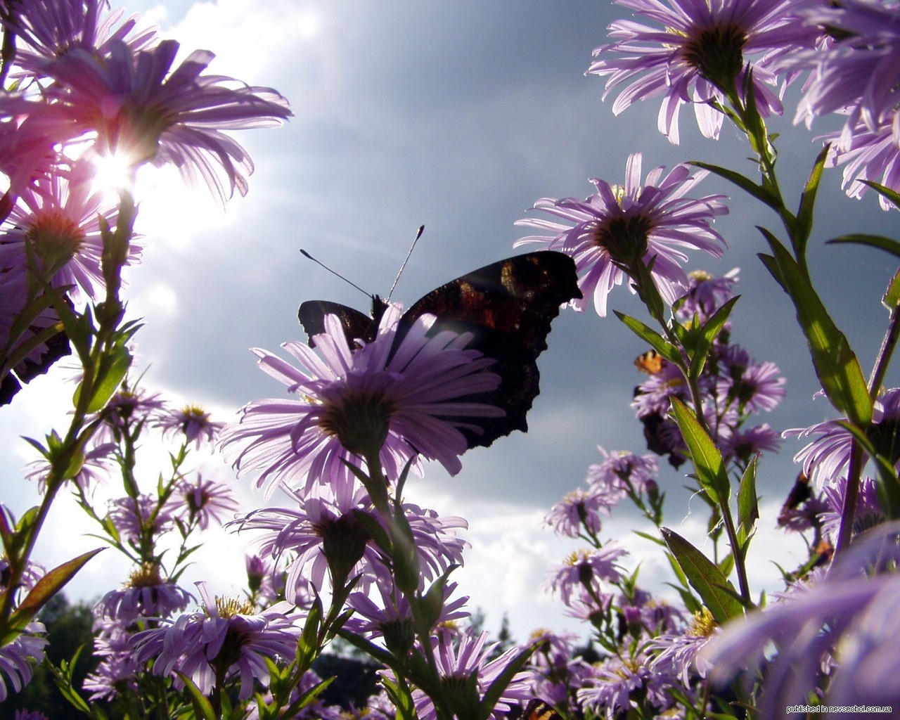 flower butterfly sun summer mood