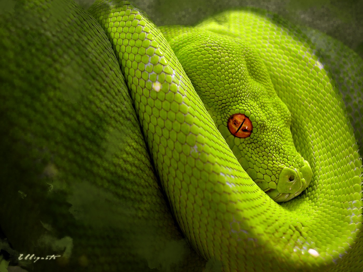 verde serpente riposo