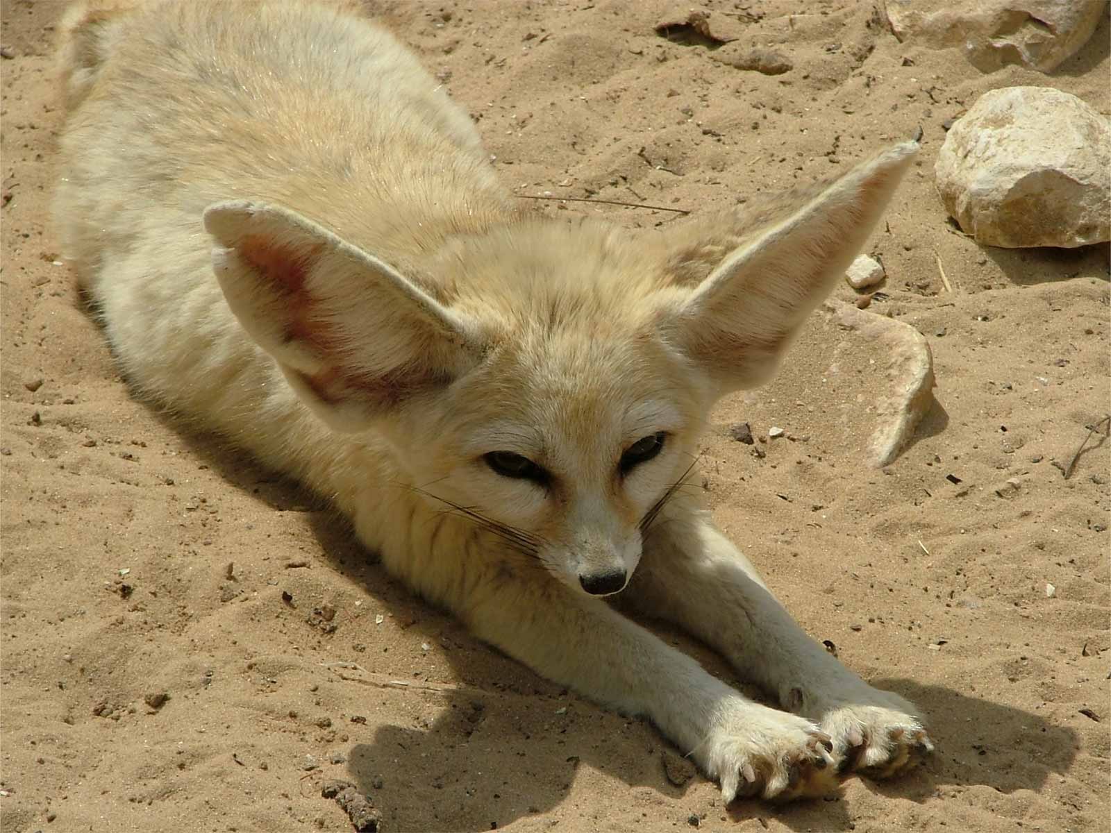 adorabile dalle orecchie animale strano