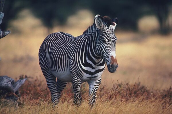 Photo en Afrique d un zèbre animal dans un champ