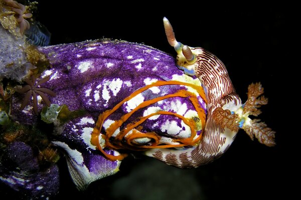 Photo d un mollusque violet dans la mer