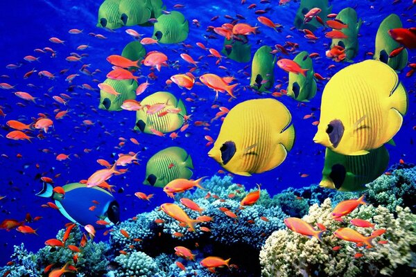 Mundo submarino de peces de colores y corales