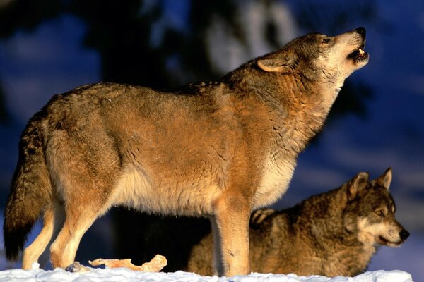 Les loups hurlent sur la lune en hiver