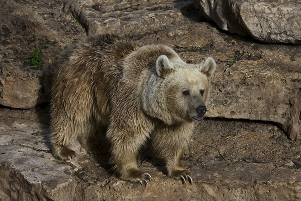 A dirty polar bear is standing on the rocks